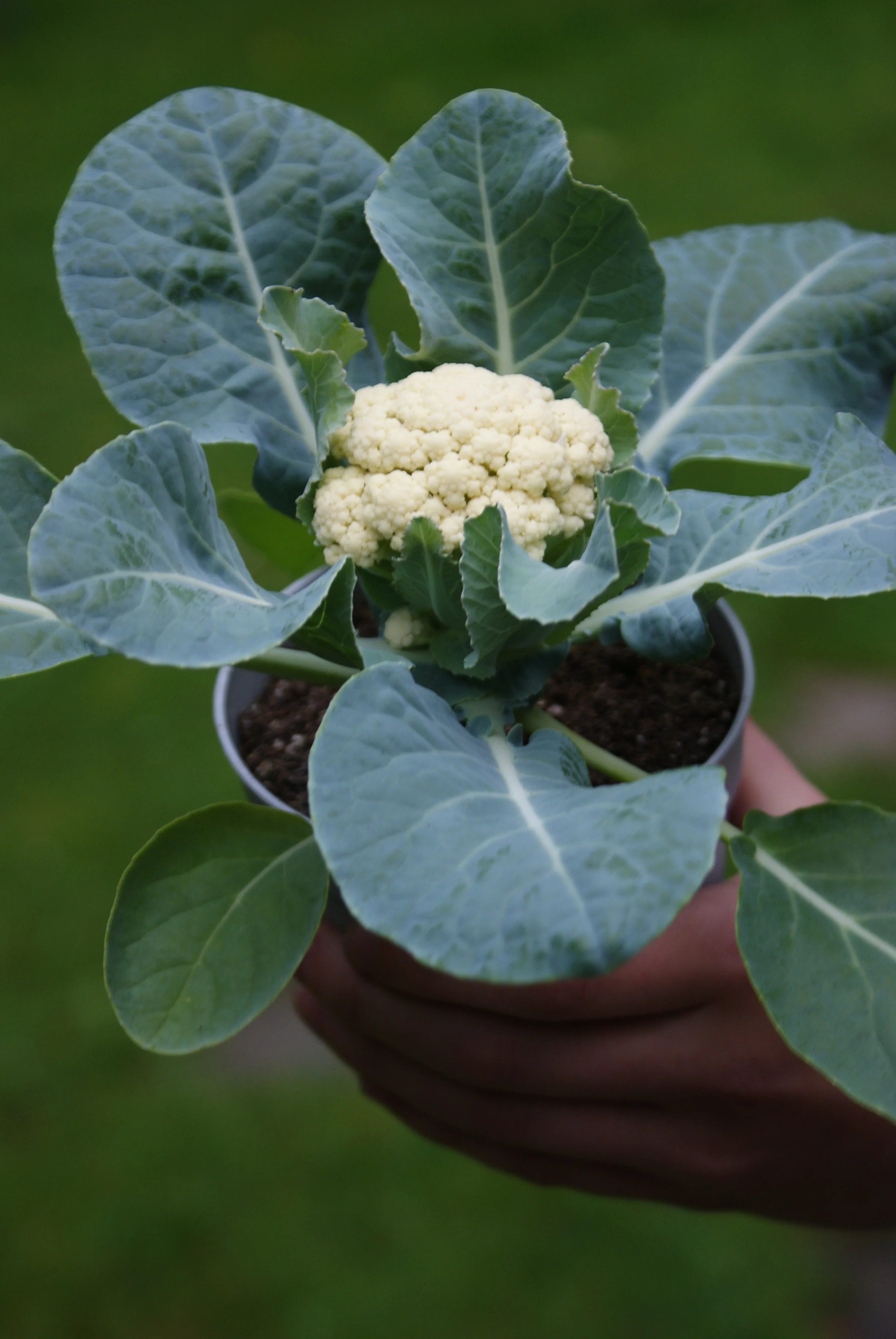 Baby F1 Hybrid Cauliflower (15 seeds), Container Collection - Image 3