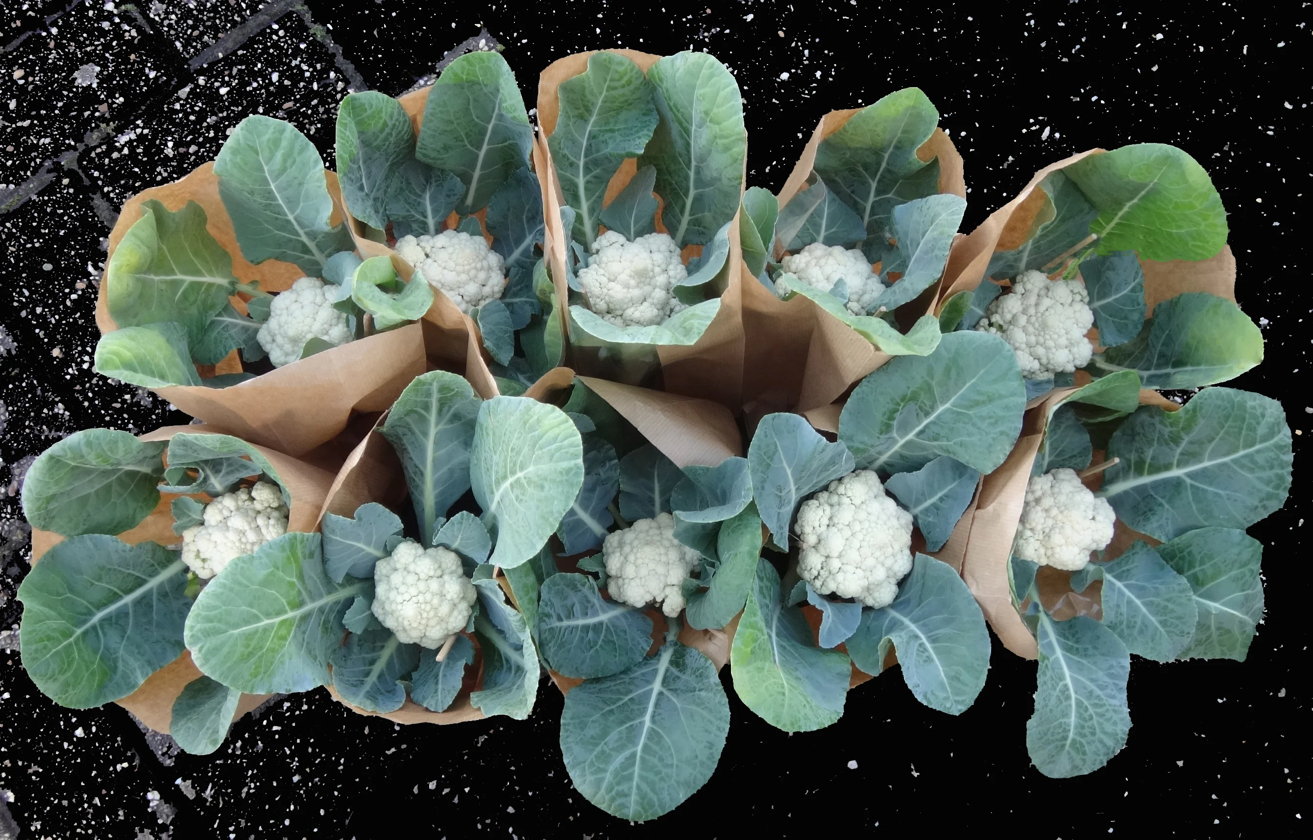 Baby F1 Hybrid Cauliflower (15 seeds), Container Collection - Image 4