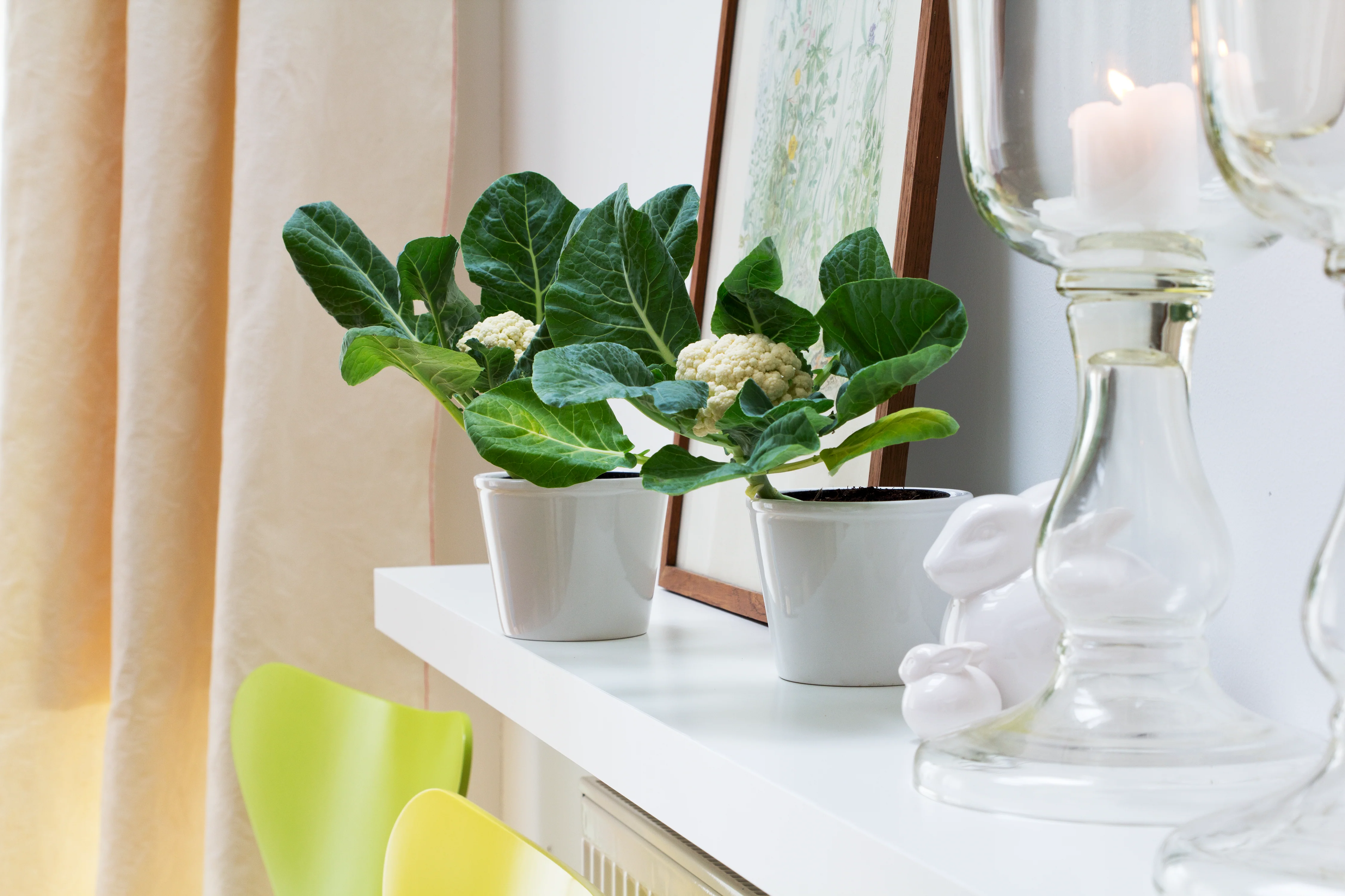 Baby F1 Hybrid Cauliflower (15 seeds), Container Collection - Image 5