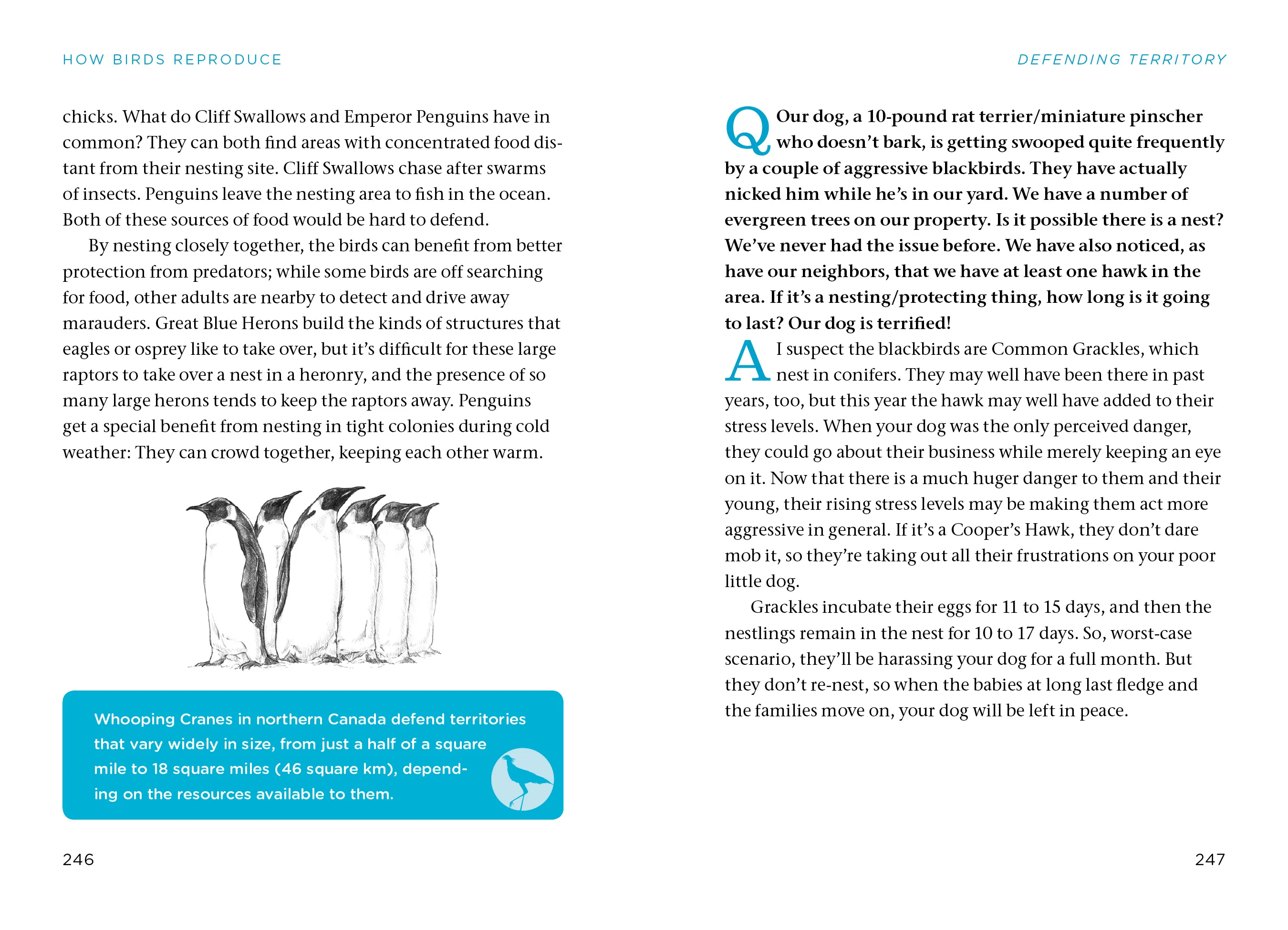 Bird Watching Answer Book - Image 4