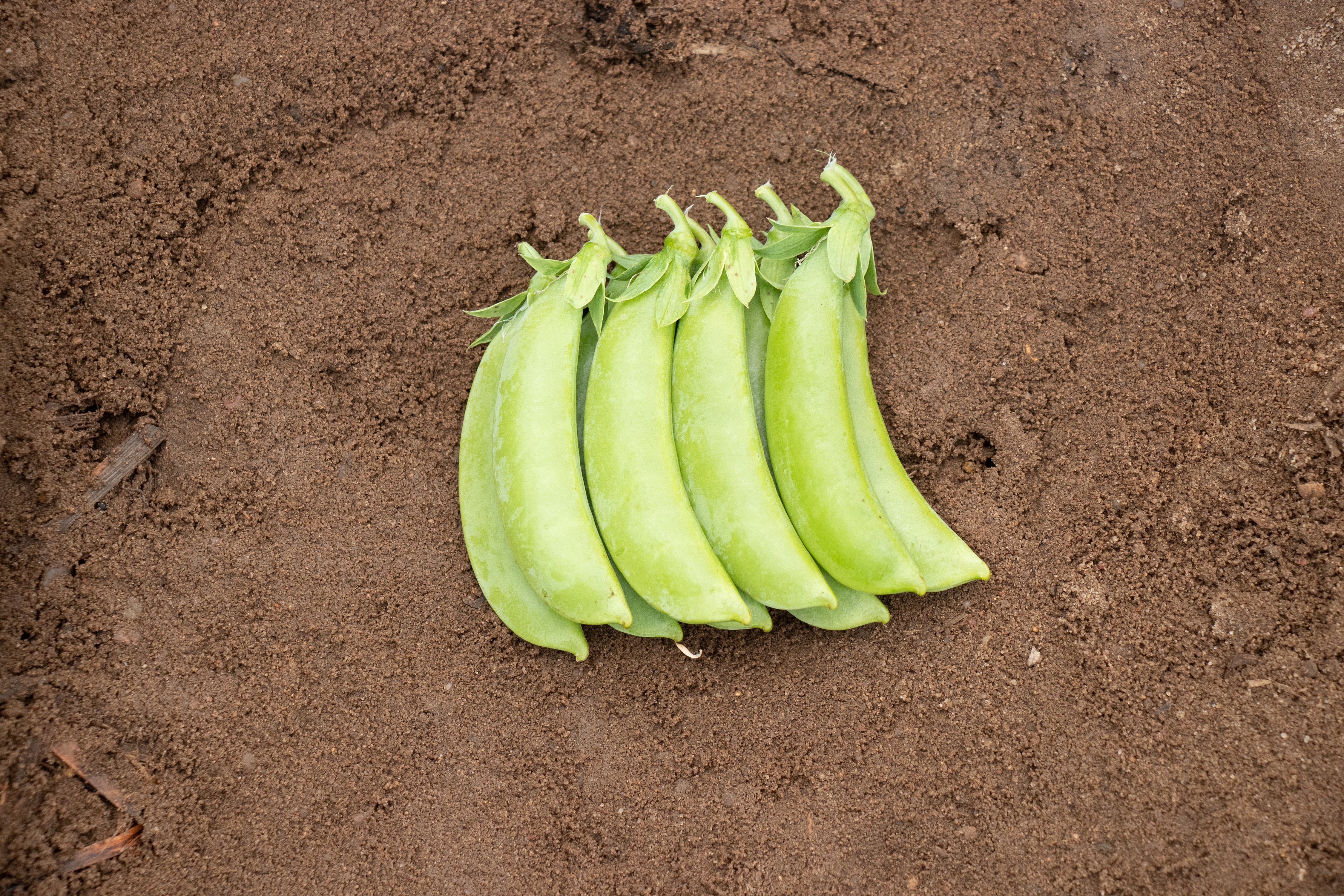 Cascadia Sugar Snap Pea Seeds - Image 3