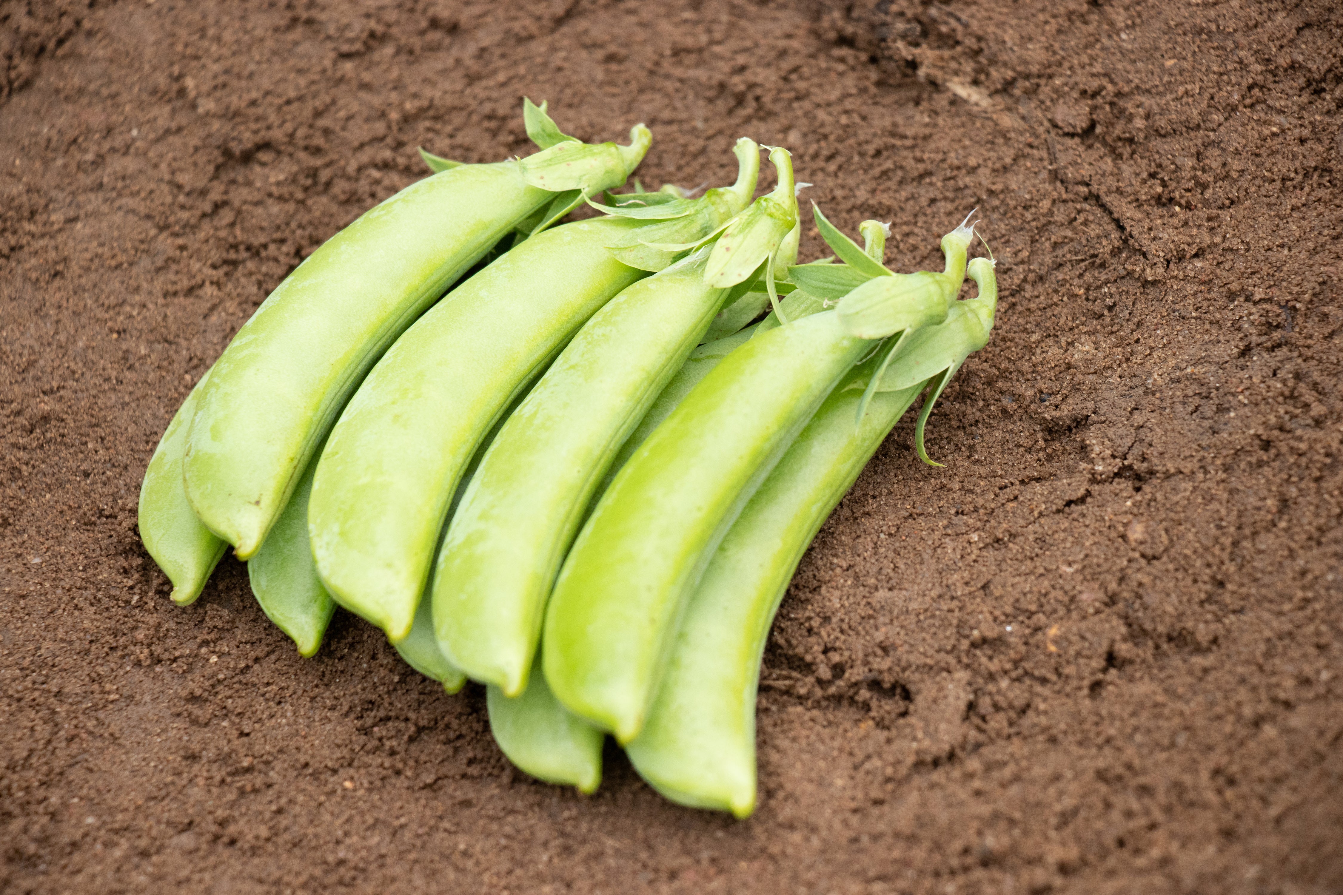 Cascadia Sugar Snap Pea Seeds - Image 4