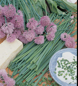Chive Seeds - Image 3