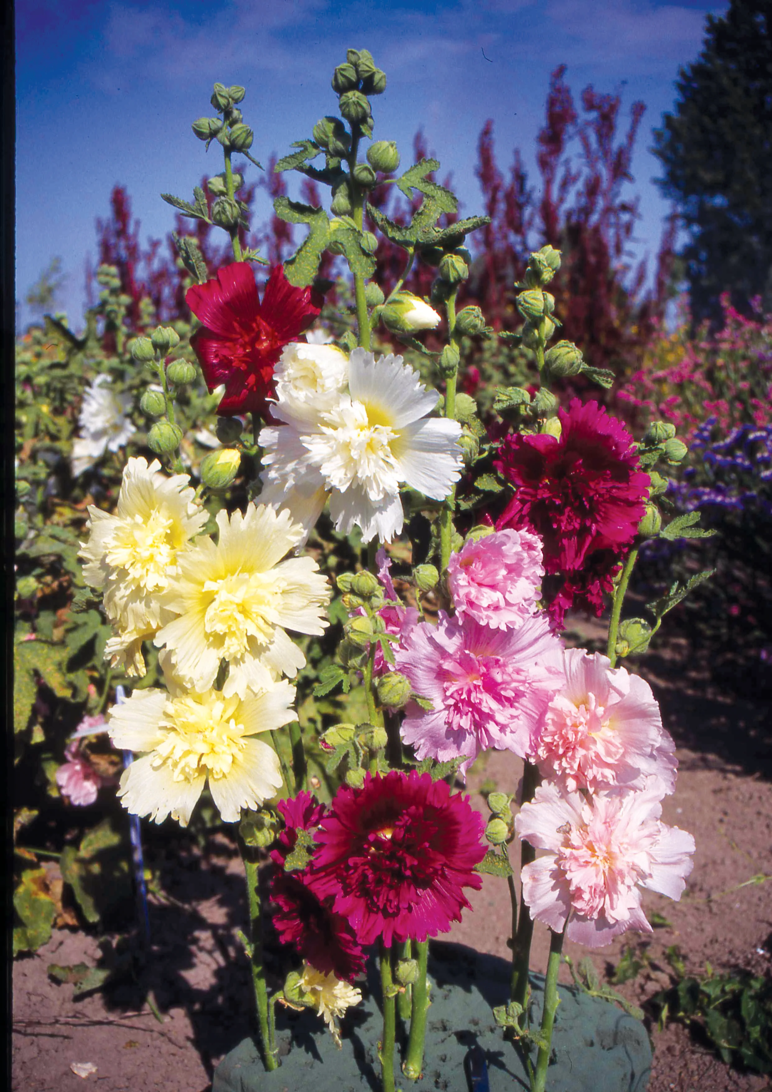 Choice Double Mix Hollyhock Seeds - Image 3