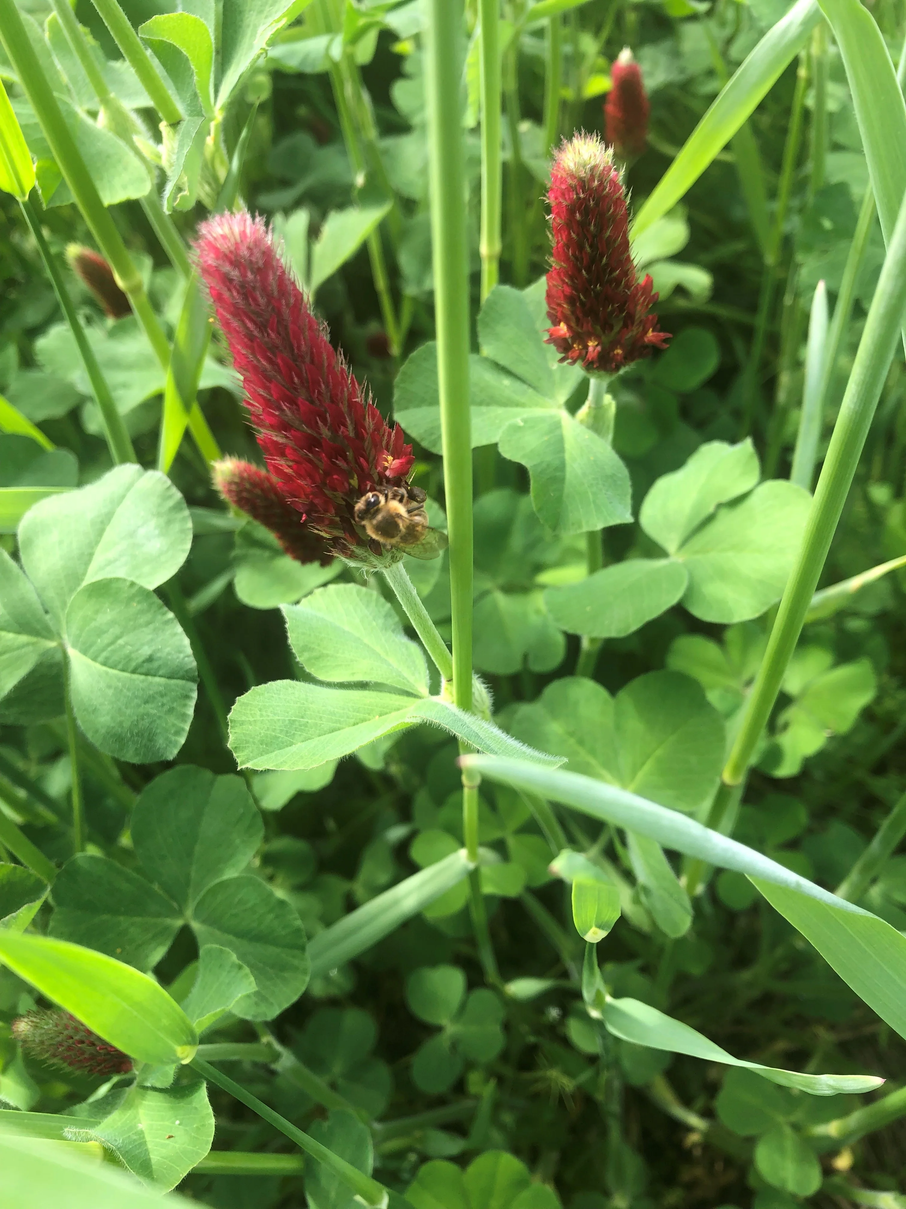 Crimson Clover Seeds - Image 3