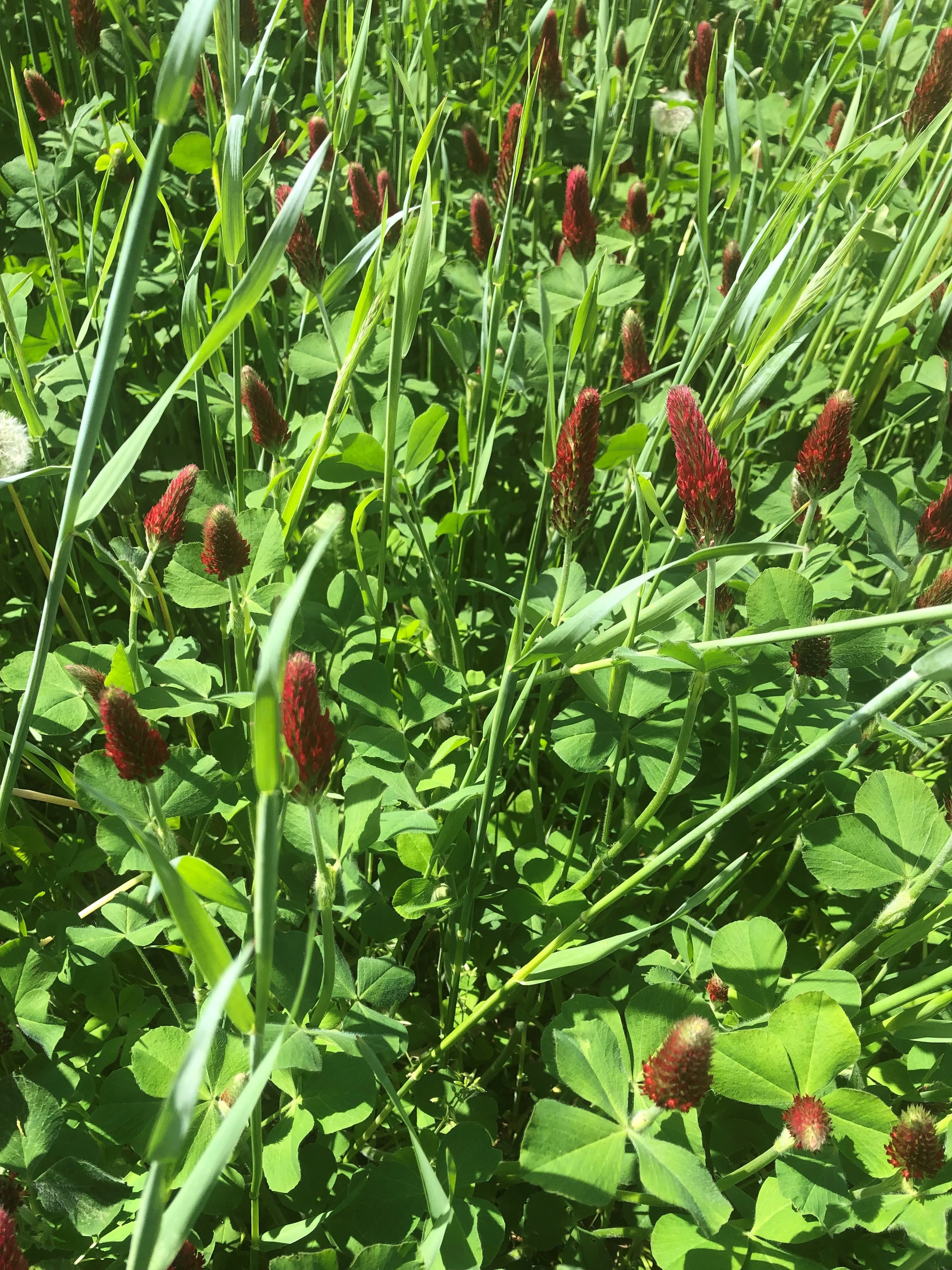 Crimson Clover Seeds - Image 4