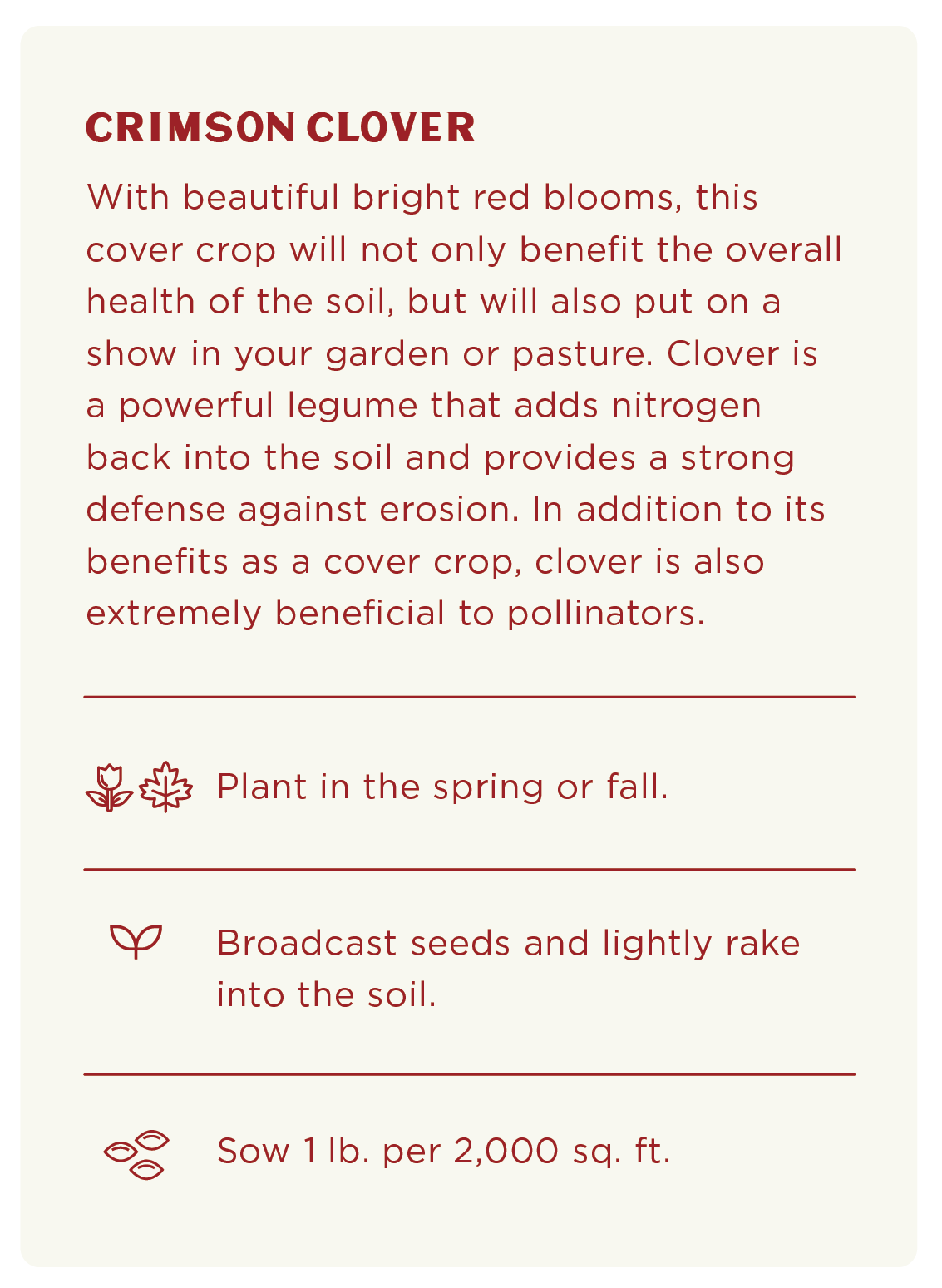 Crimson Clover Seeds - Image 6