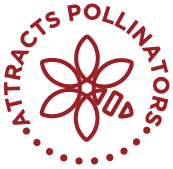 Crimson Clover Seeds - Image 7