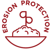 Crimson Clover Seeds - Image 8