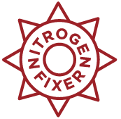 Crimson Clover Seeds - Image 9