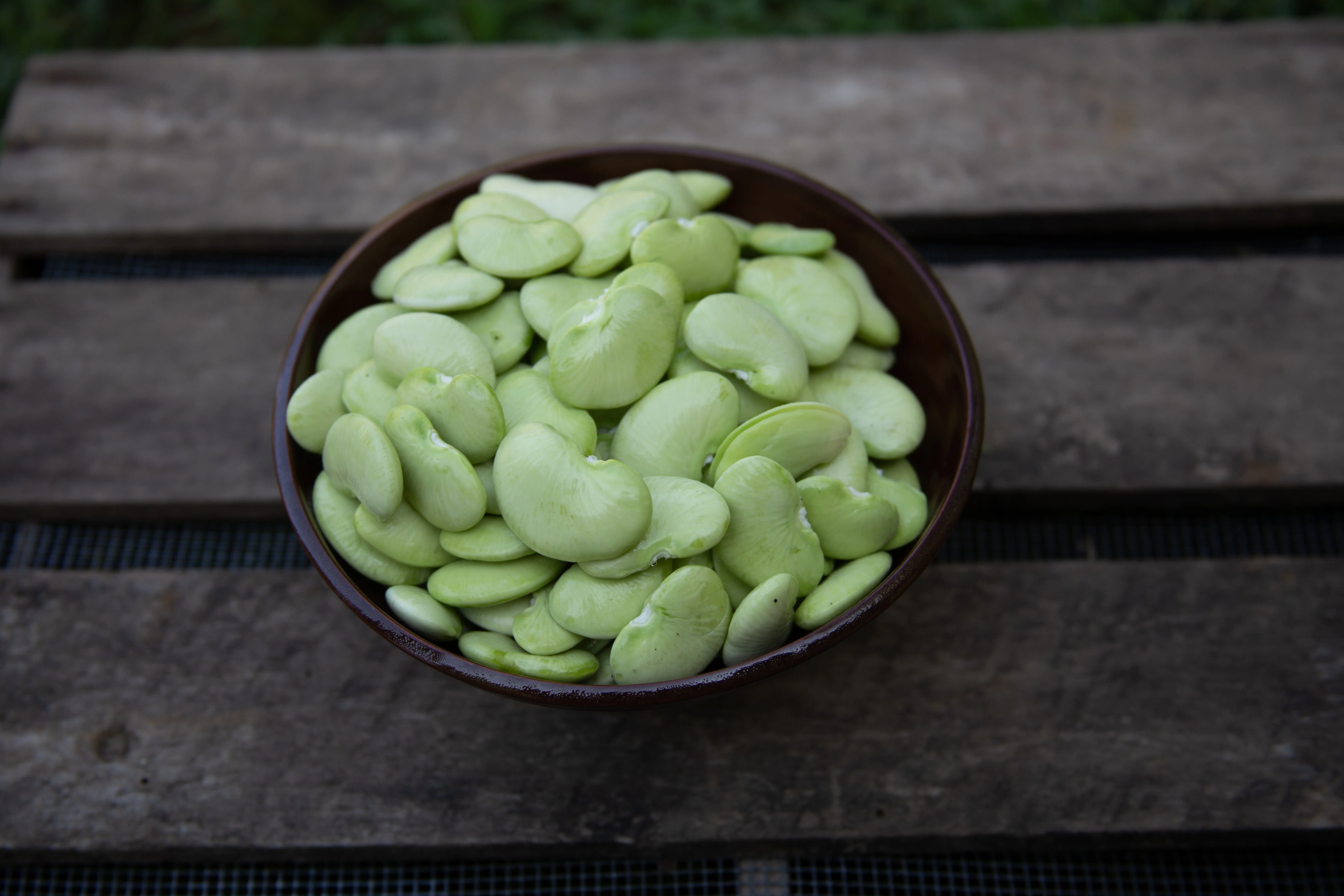 Dr. Martin Pole Lima Bean Seeds - Image 3