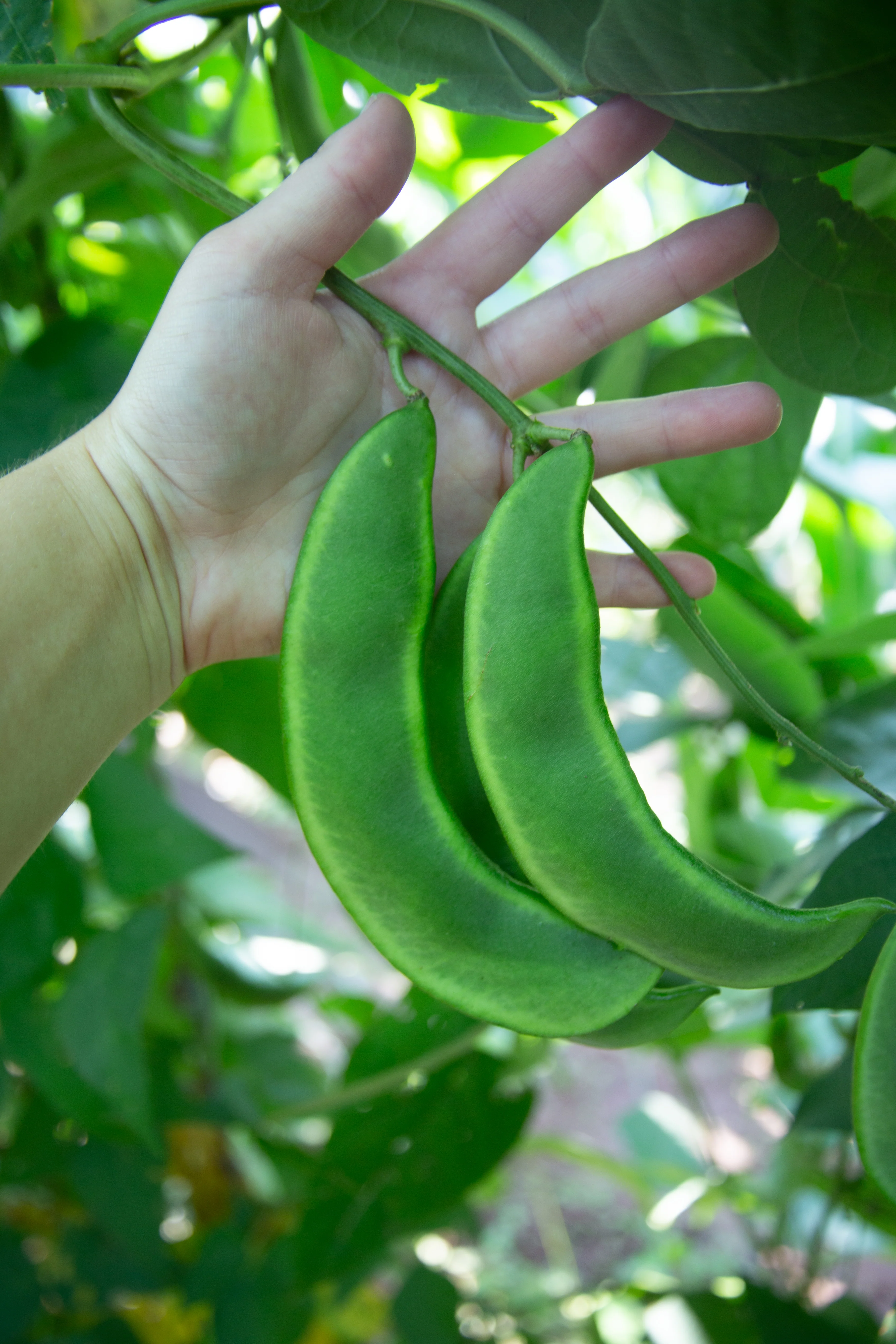 Dr. Martin Pole Lima Bean Seeds - Image 4