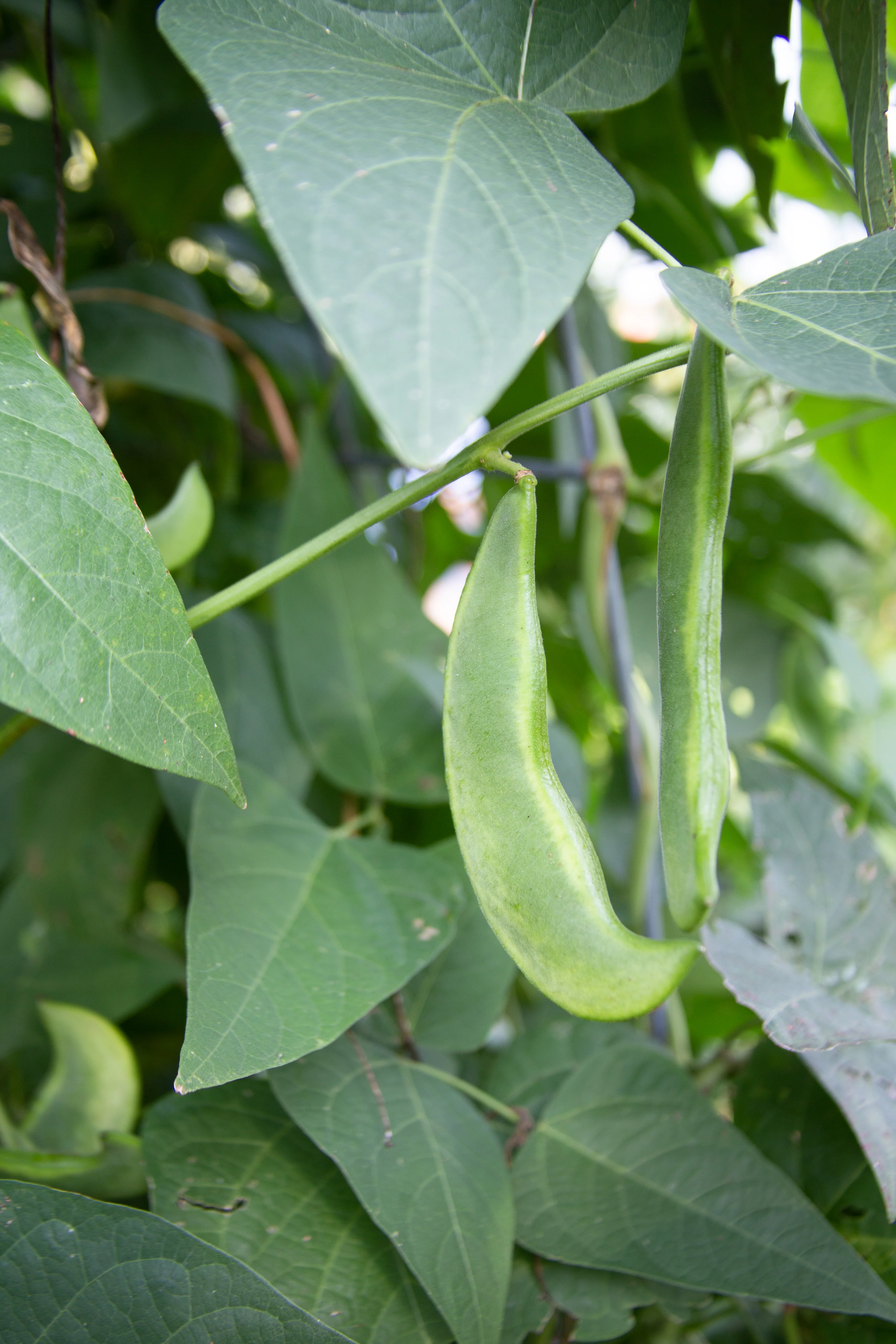 Dr. Martin Pole Lima Bean Seeds - Image 5