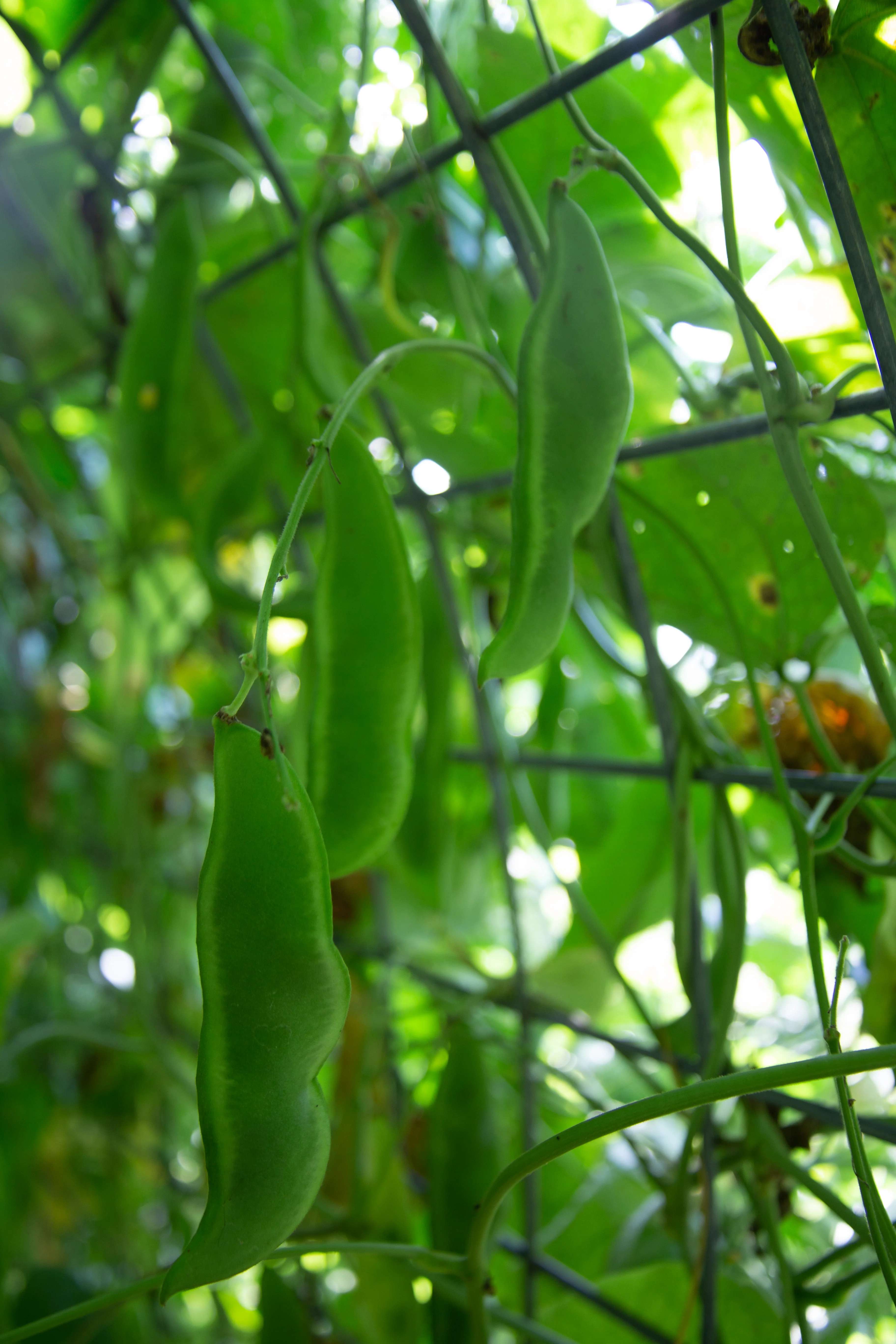 Dr. Martin Pole Lima Bean Seeds - Image 6
