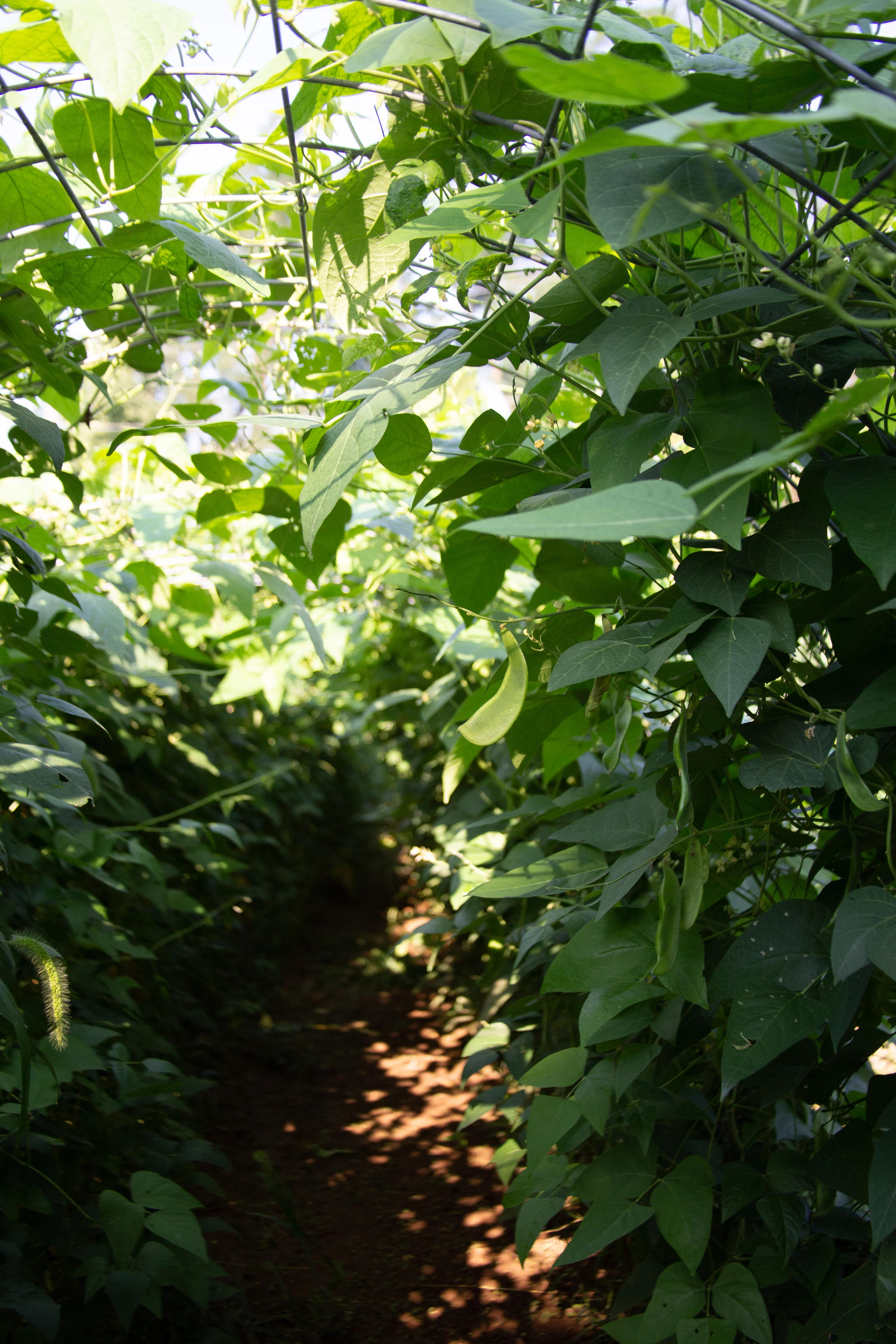 Dr. Martin Pole Lima Bean Seeds - Image 7