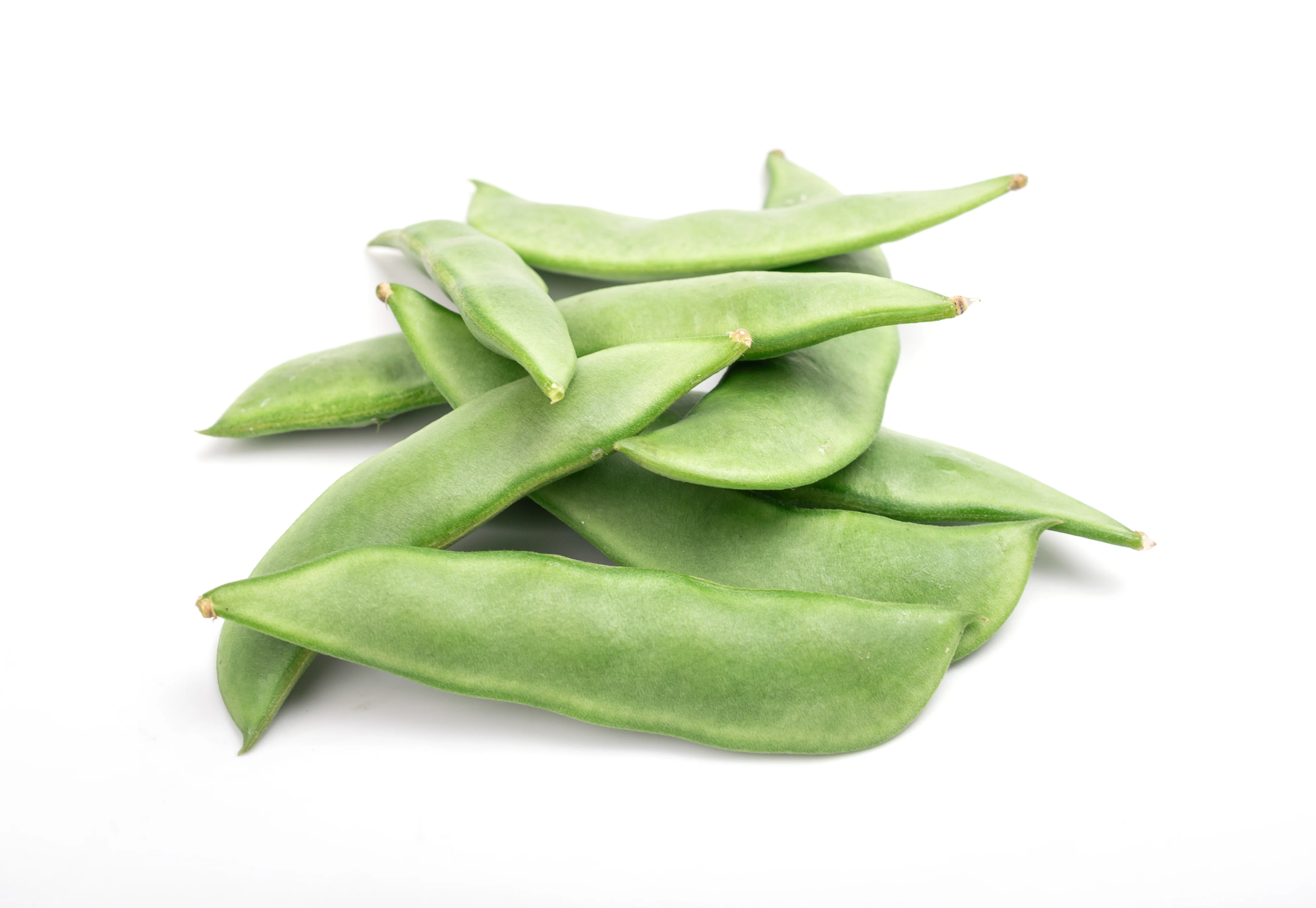 Fordhook #242 Bush Lima Bean Seeds - Image 3