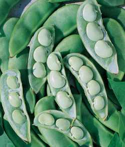 Fordhook #242 Bush Lima Bean Seeds - Image 4