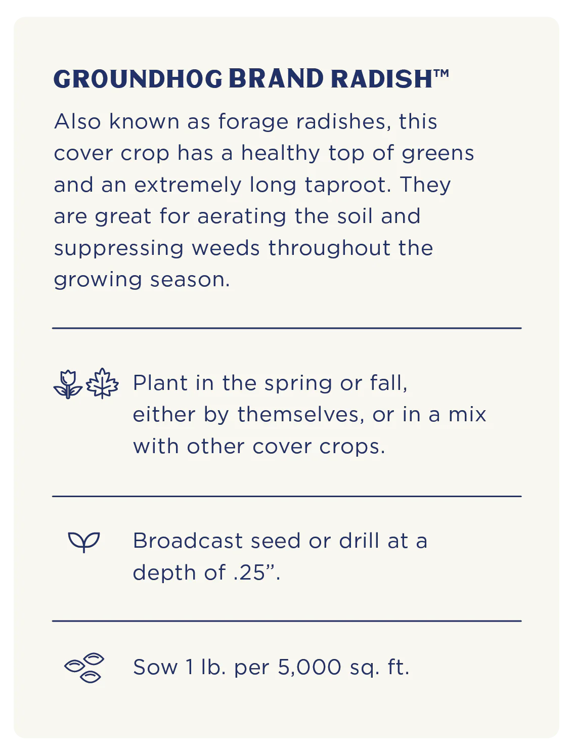 Groundhog Radish, Cover Crop Seeds - Image 4