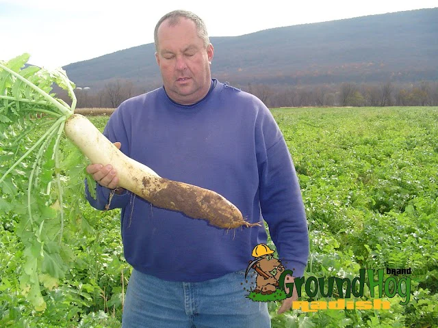 Groundhog Radish, Cover Crop Seeds - Image 5