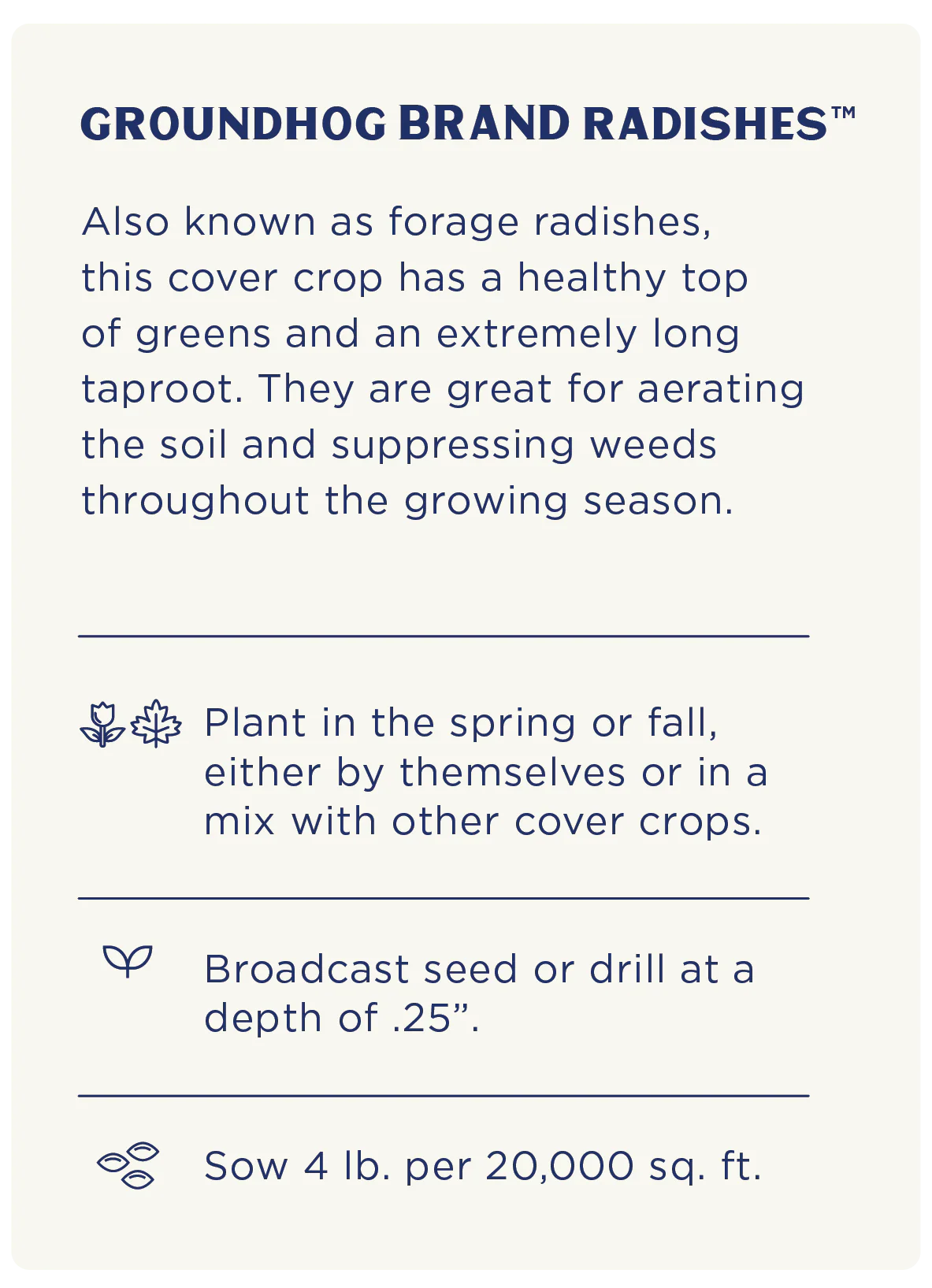 Groundhog Radish, Cover Crop Seeds - Image 9