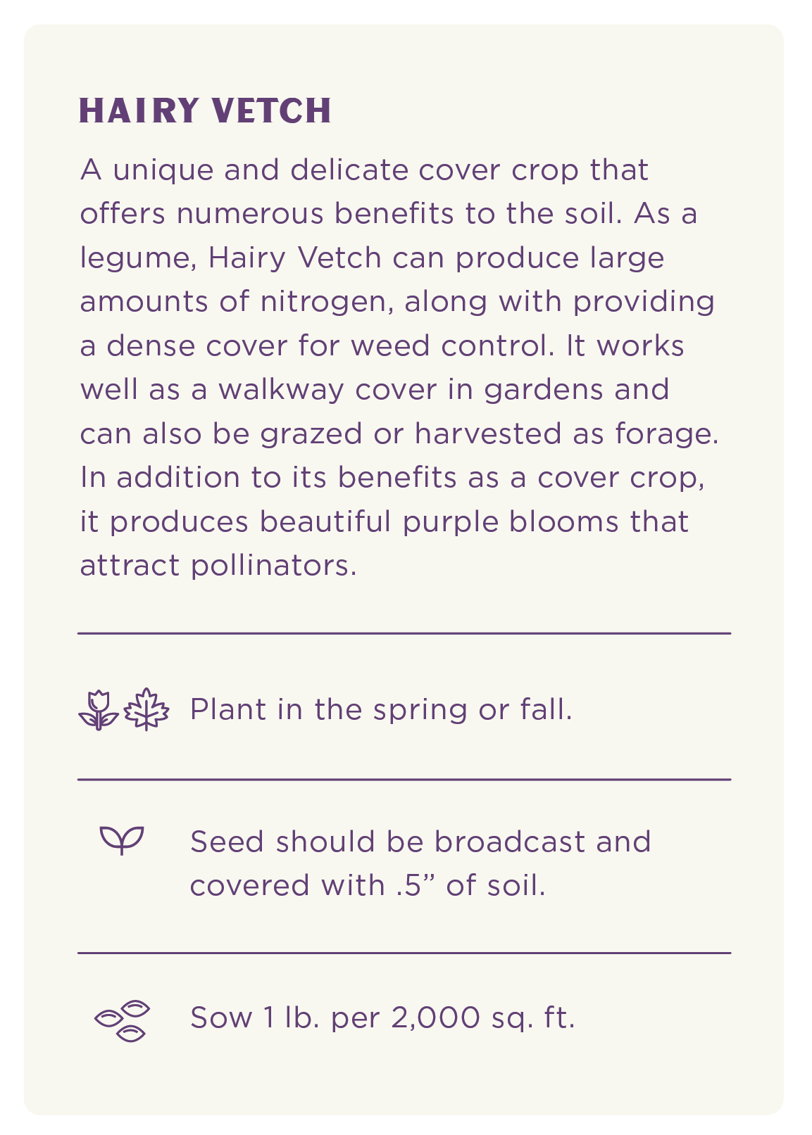 Hairy Vetch Seeds - Image 3