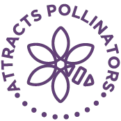 Hairy Vetch Seeds - Image 4