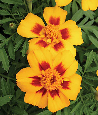 Most Popular Flowers M-Z