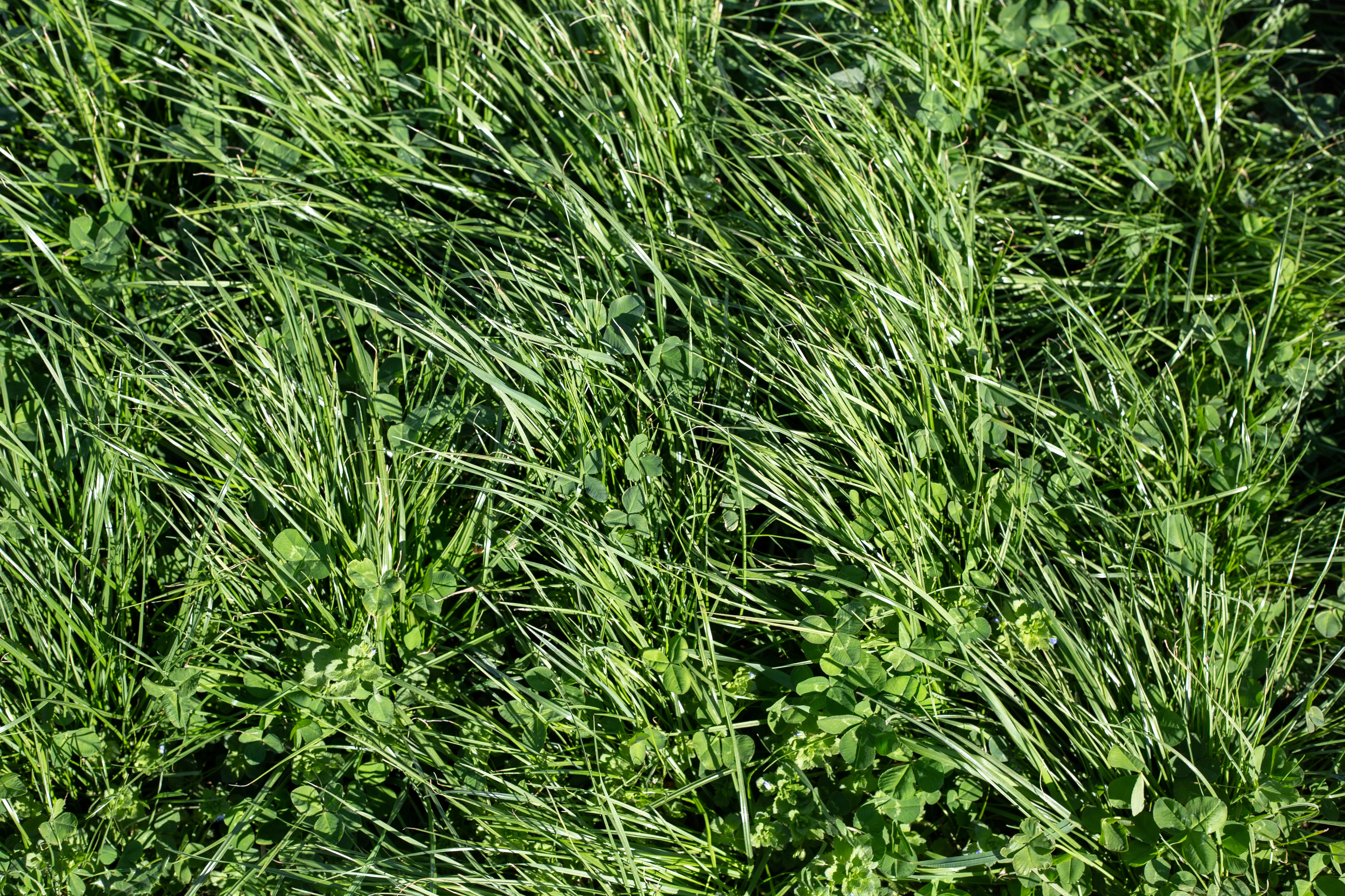 Mid-Atlantic Grazer Mix Pasture Seeds - Image 3