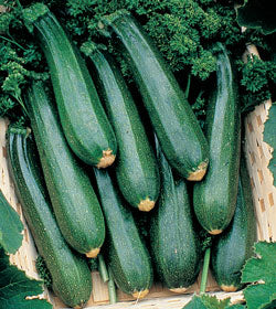 Organic Zucchini Seeds - USDA Black Beauty (25 Seeds) - Image 3