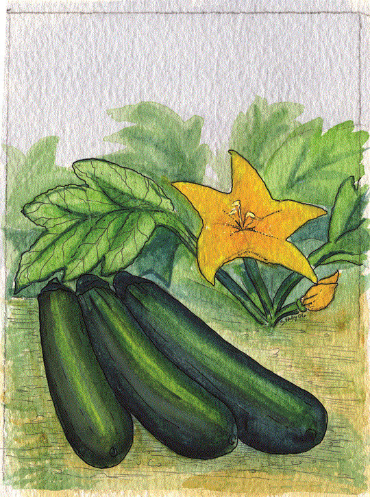 Organic Zucchini Seeds - USDA Black Beauty (25 Seeds) - Image 4