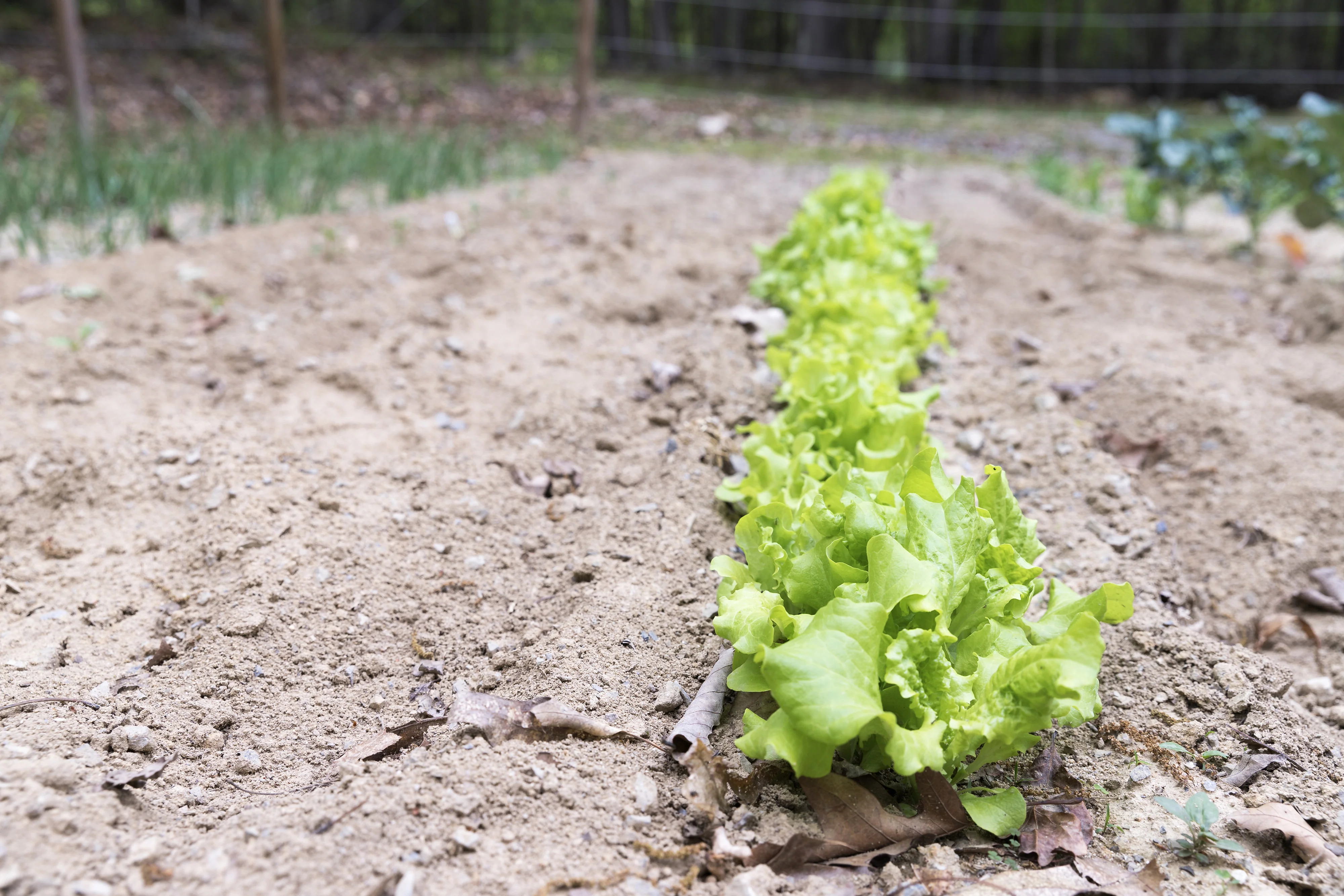 Organic Lettuce Seeds - USDA Black Seeded Simpson (1,000 Seeds) - Image 3