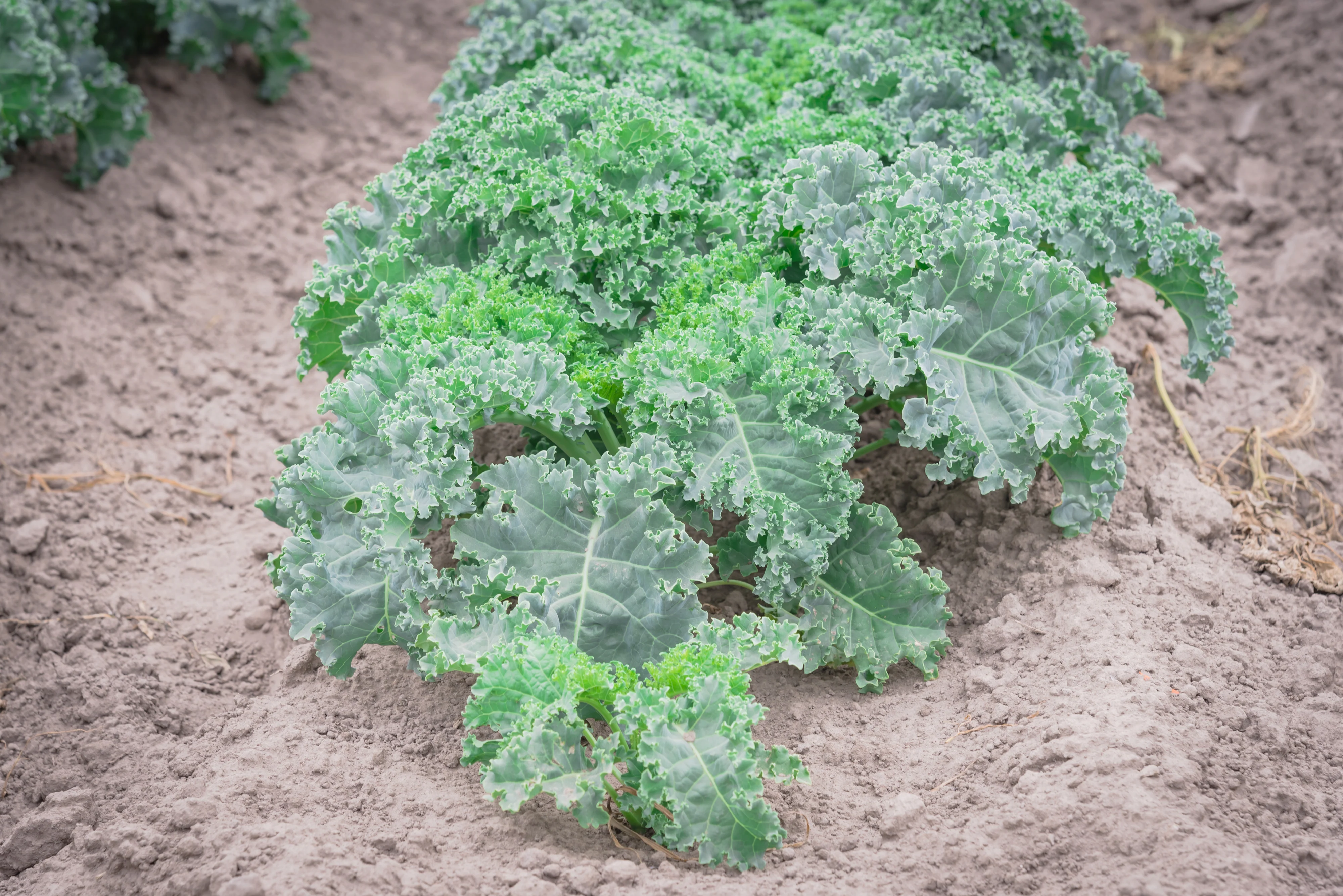 Organic Kale Seeds - USDA Blue Curled Scotch (500 Seeds) - Image 3