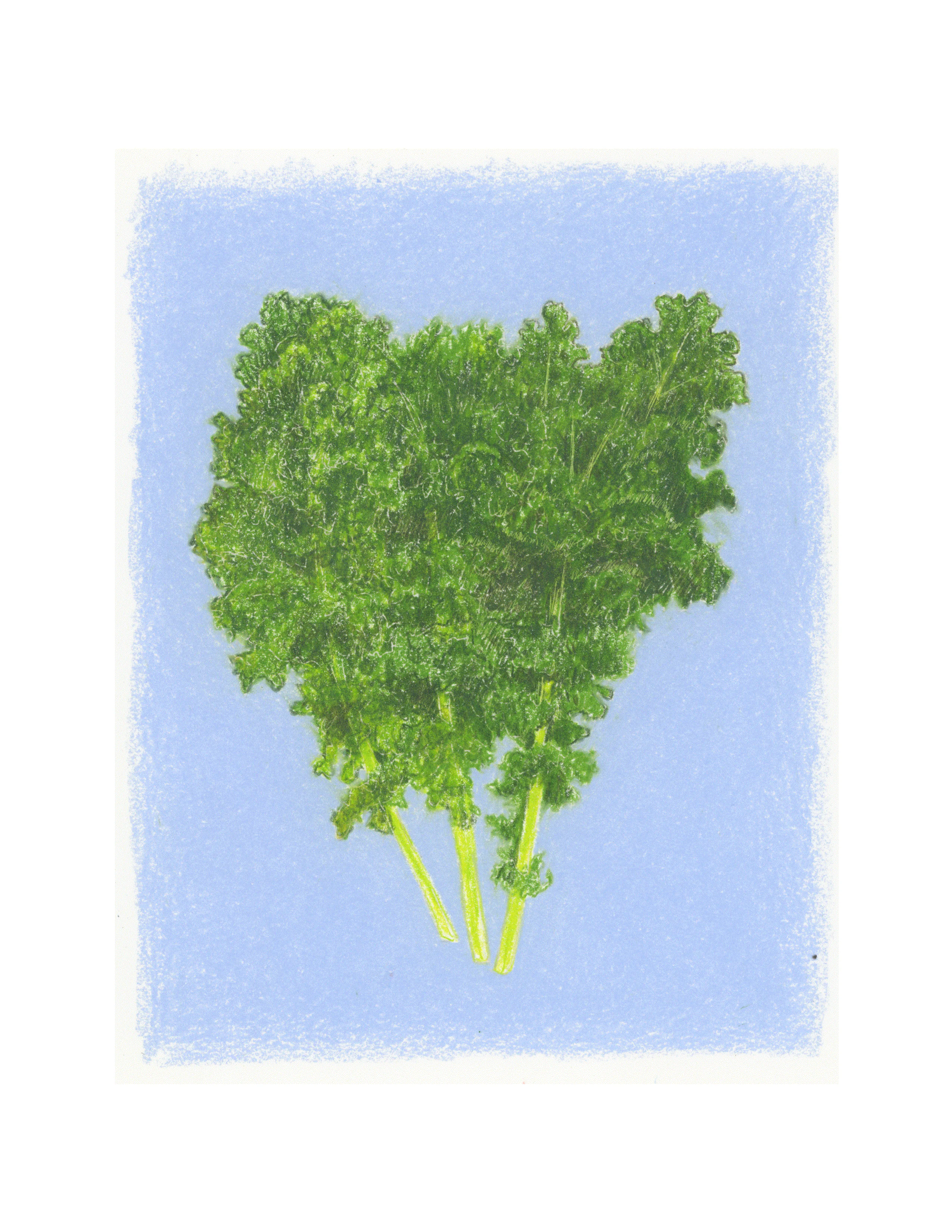 Organic Kale Seeds - USDA Blue Curled Scotch (500 Seeds) - Image 4