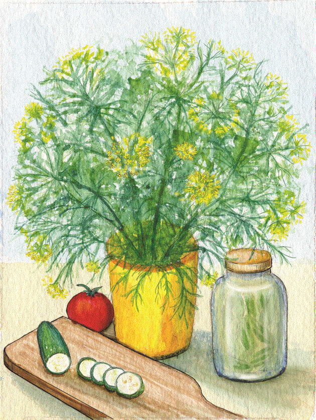 Organic Bouquet Dill Seeds - Image 4