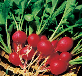 Organic Radish Seeds - USDA Cherry Belle (250 Seeds) - Image 3