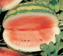 Organic Watermelon Seeds - USDA Crimson Sweet (50 Seeds) - Image 3
