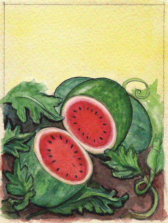 Organic Watermelon Seeds - USDA Crimson Sweet (50 Seeds) - Image 4