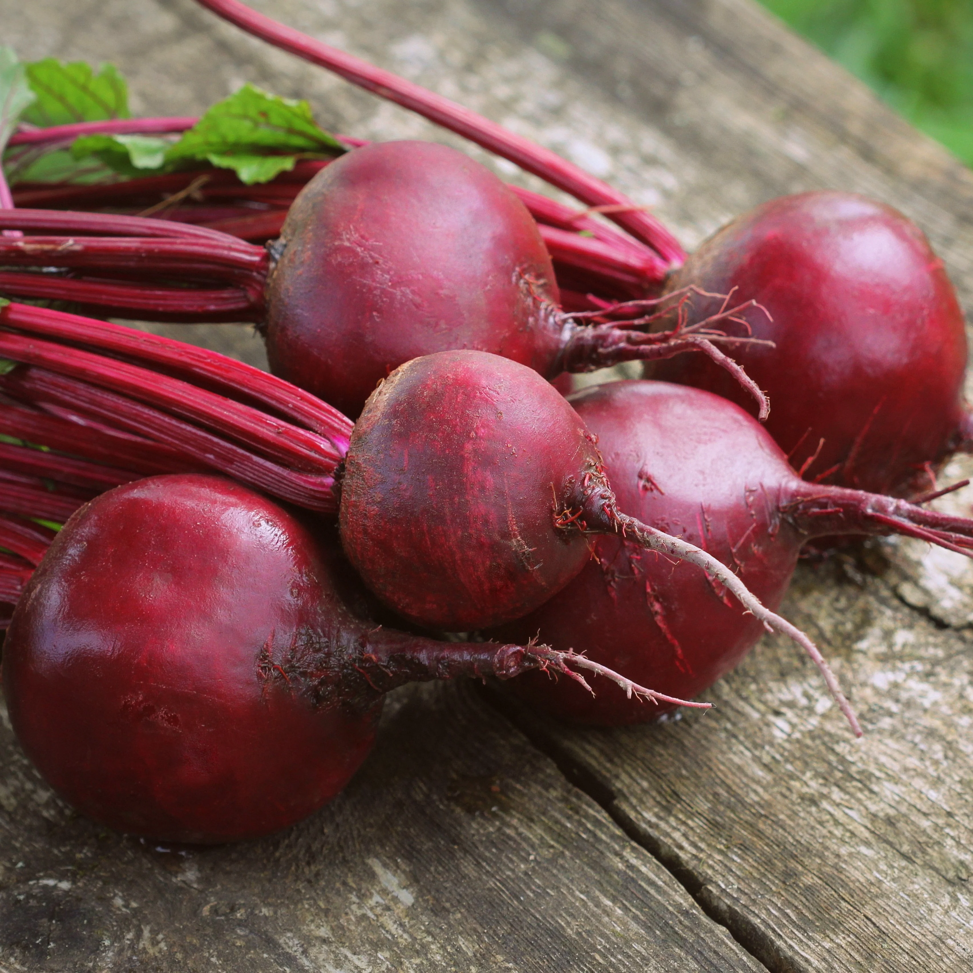 Organic Beet Seeds - USDA Detroit Dark Red (250 Seeds) - Image 3
