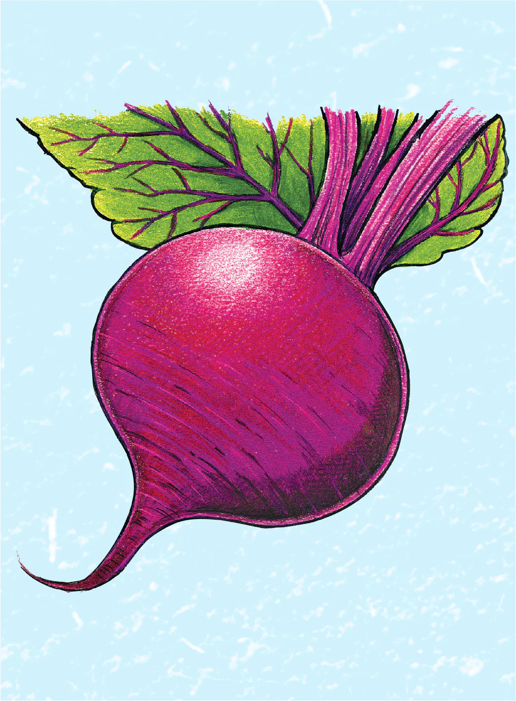 Organic Beet Seeds - USDA Detroit Dark Red (250 Seeds) - Image 4