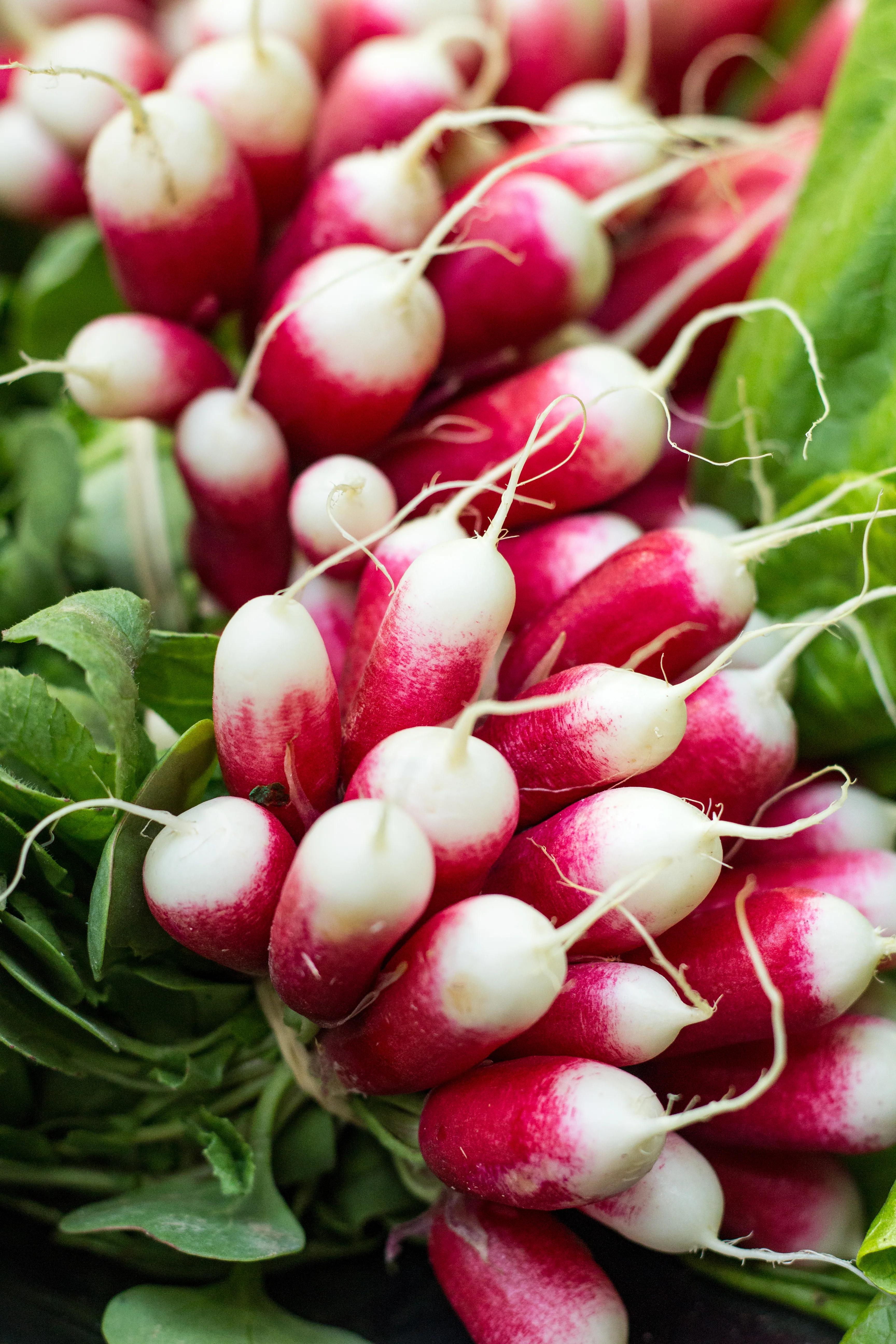 Organic Radish Seeds - USDA French Breakfast (250 Seeds) - Image 3