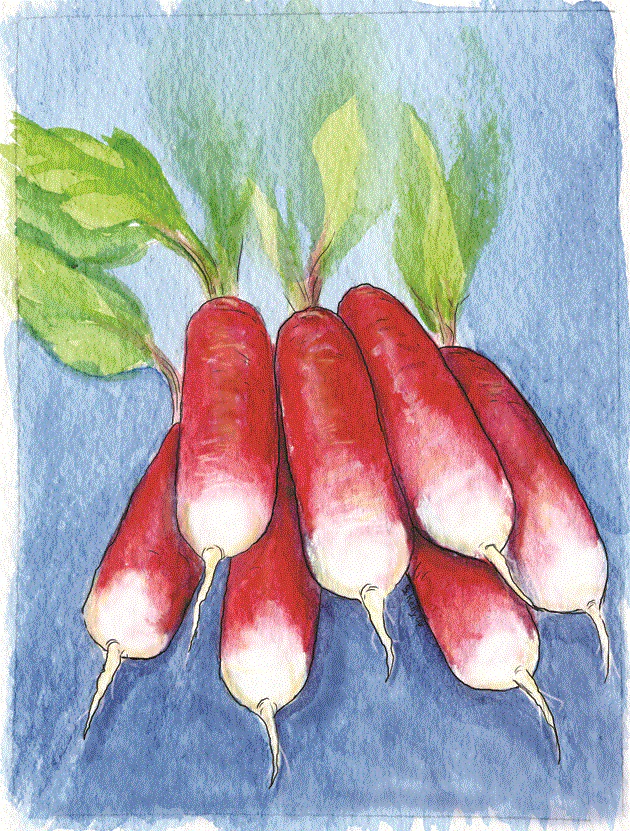 Organic Radish Seeds - USDA French Breakfast (250 Seeds) - Image 4