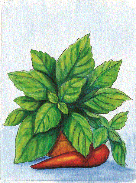 Organic Basil Seeds - USDA Large Leaf Sweet Basil (300 Seeds) - Image 4