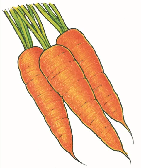 Organic Carrot Seeds - USDA Tendersweet (1,000 Seeds) - Image 3