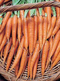 Organic Carrot Seeds - USDA Tendersweet (1,000 Seeds) - Image 4