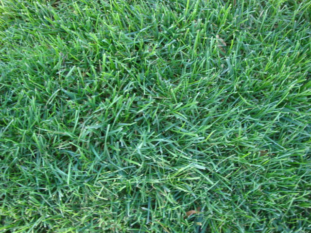 Overtime Tall Fescue Grass Seed - Image 9