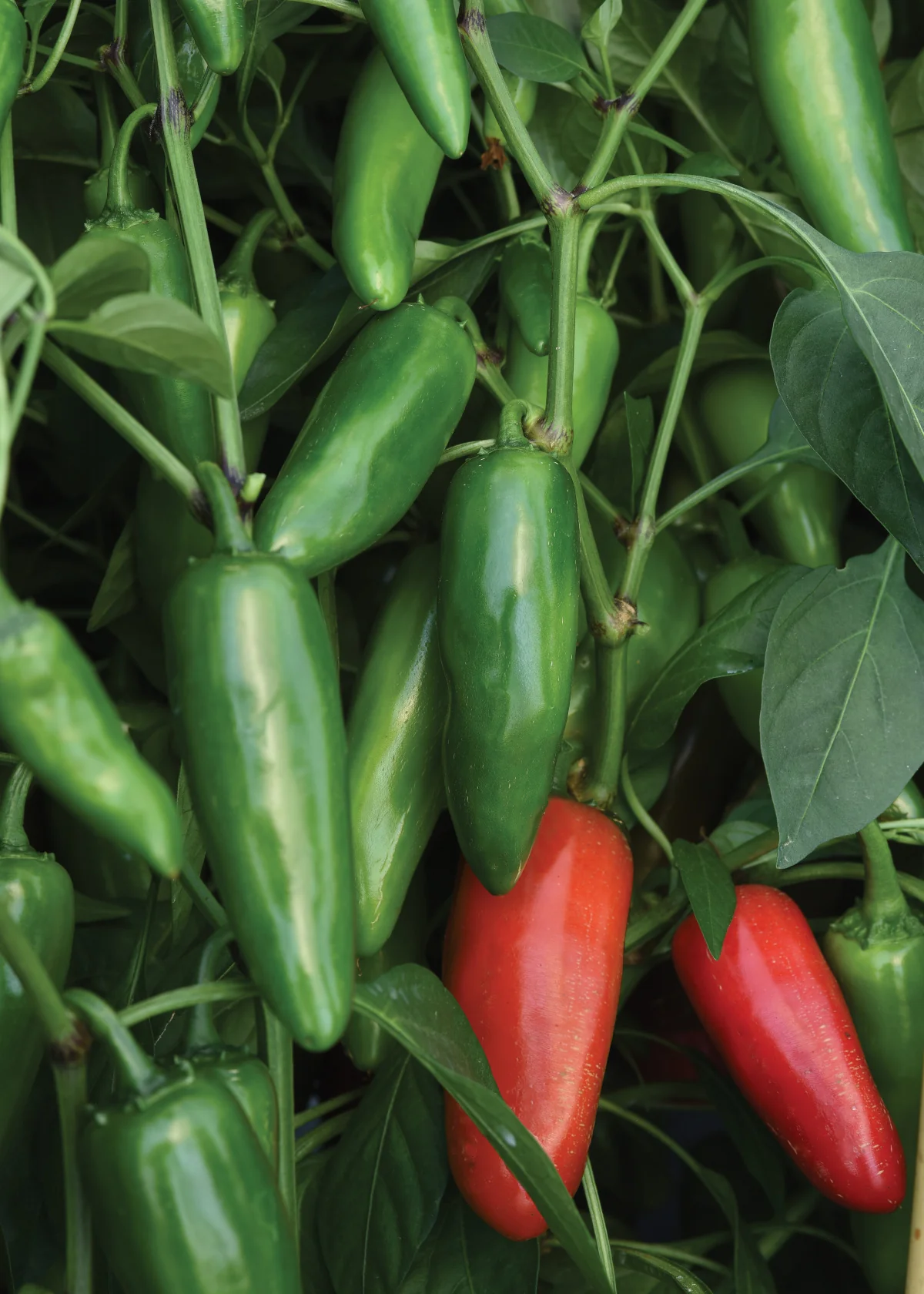 Pot-a-peno Jalapeño Hot Pepper (10 seeds), Container Collection - Image 3