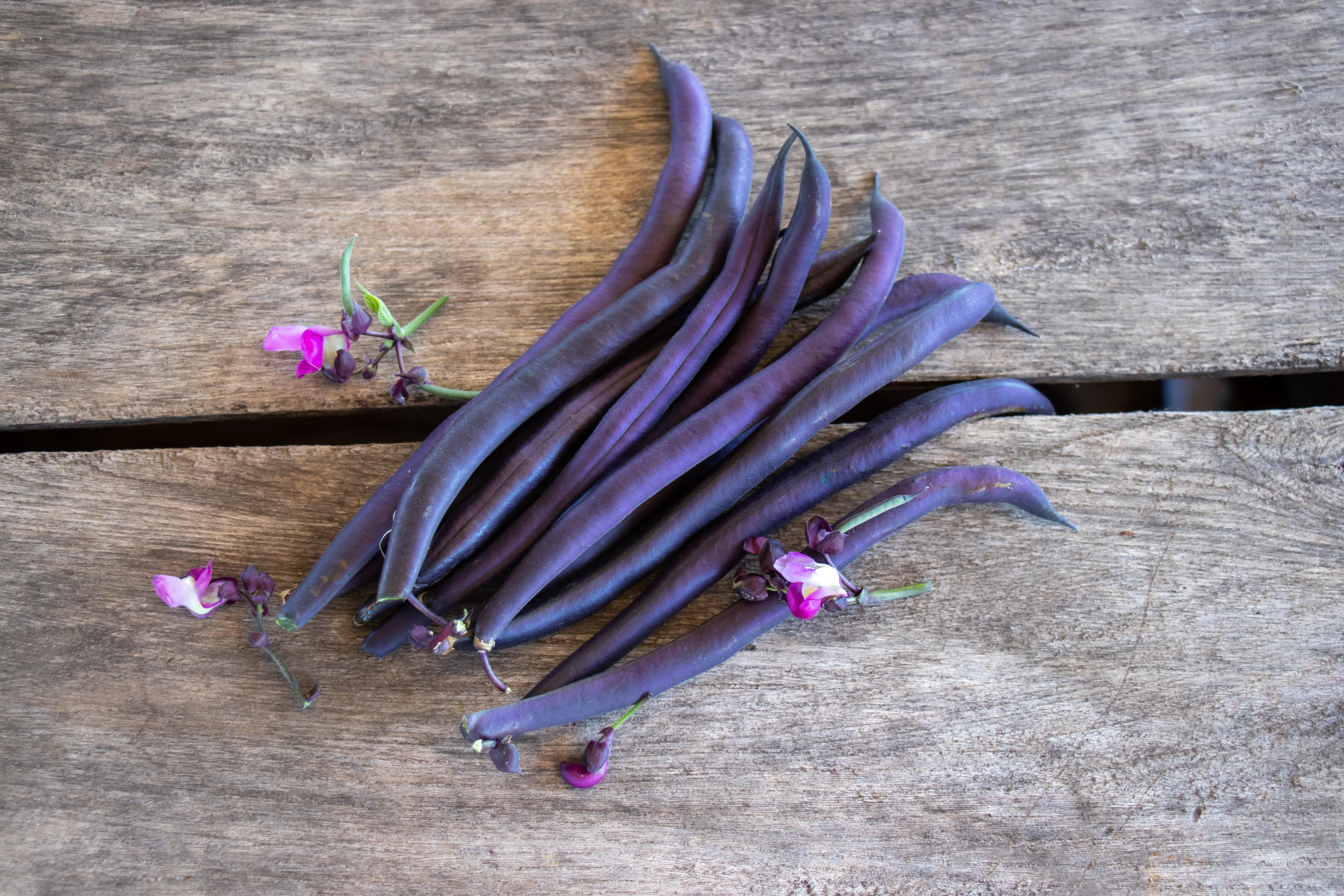 Improved Purple Queen Bean Seeds - Image 3