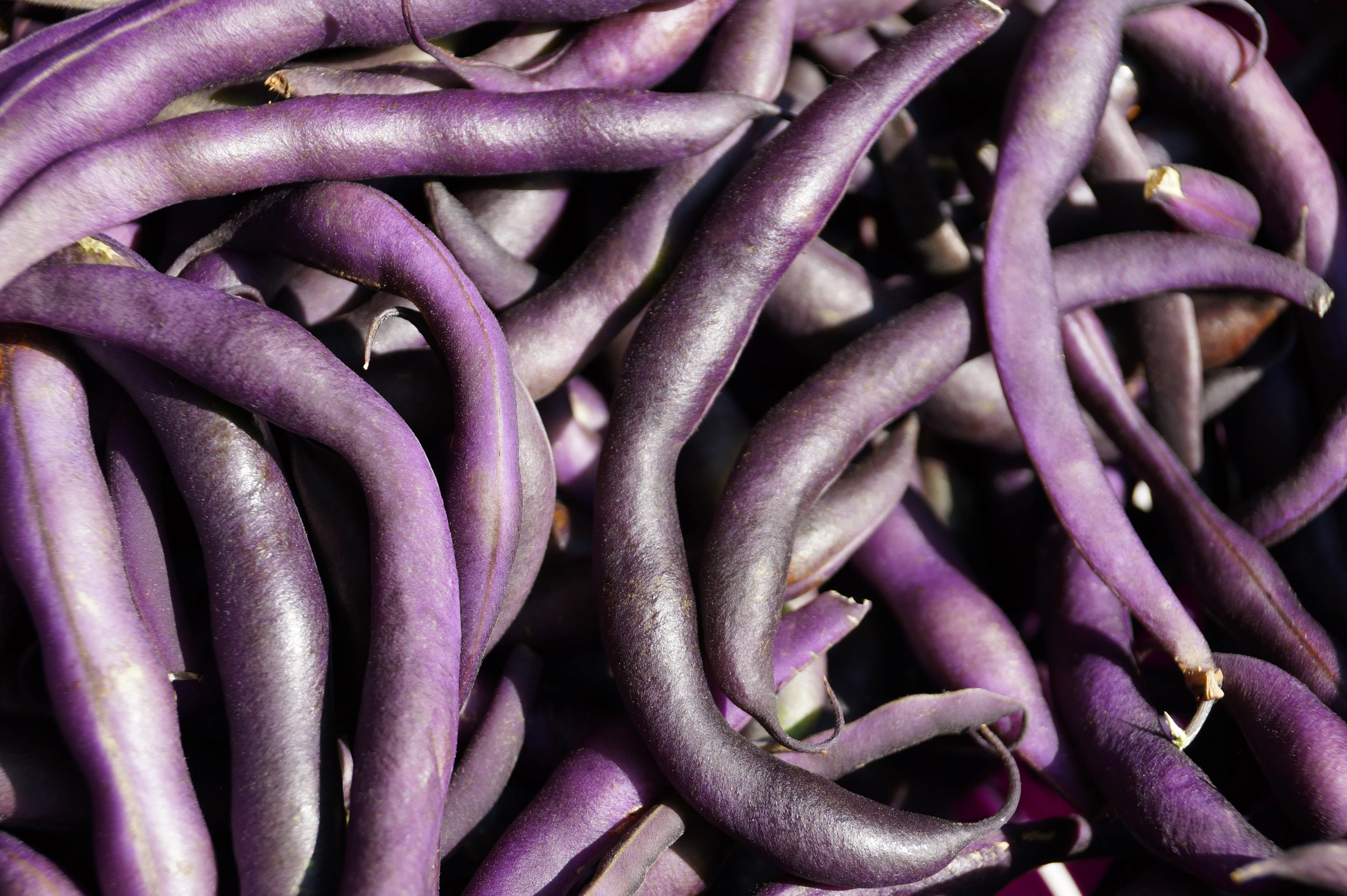 Improved Purple Queen Bean Seeds - Image 4