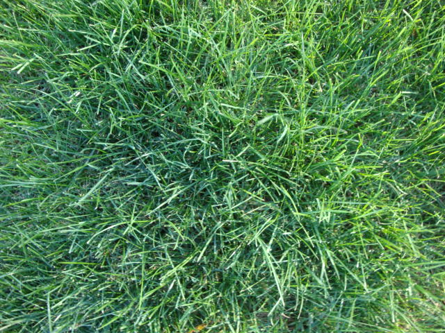Fancy Turf Grass Seed Mix - Image 9