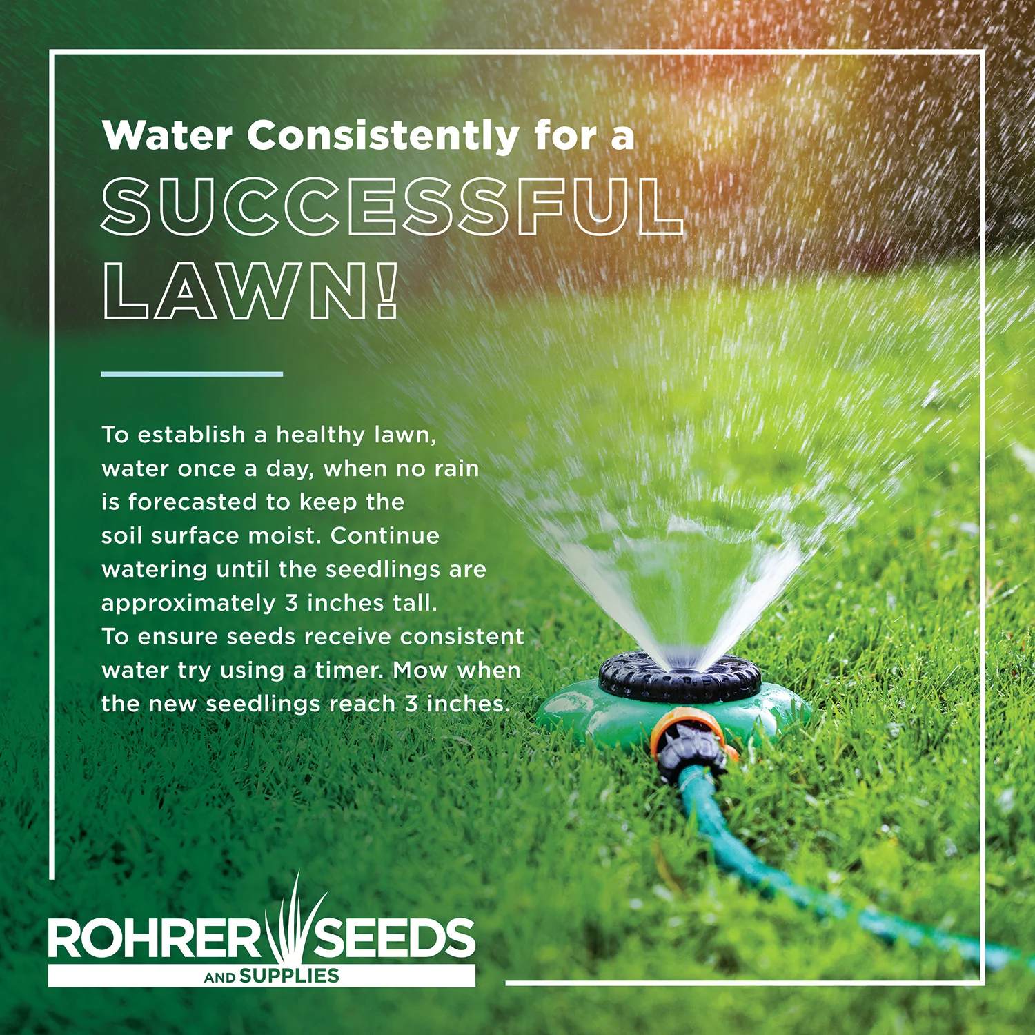 Low Maintenance Grass Seed - Image 5